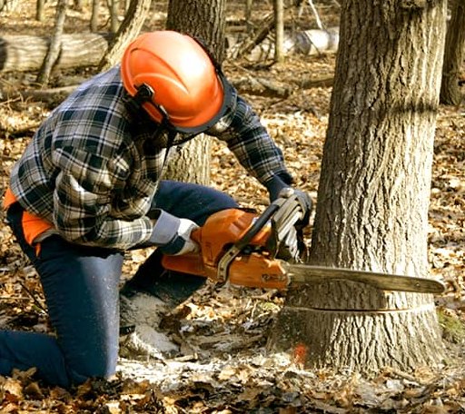 Tree Removal in Shirley, IL